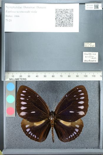 Media type: image;   Entomology 158385